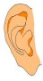 Partes del oído